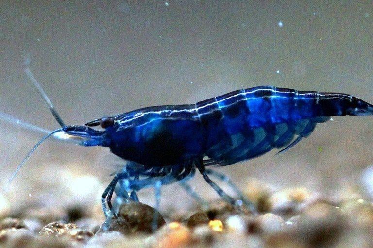 Neocaridina blue Sapphire, Dieren en Toebehoren, Vissen | Aquariumvissen