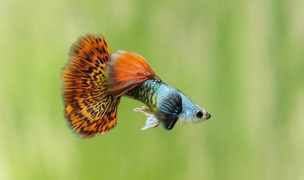 Silverado red dragon guppen, Zoetwatervis