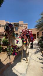 Camel, Twee personen