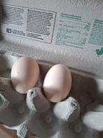 Oeufs à éclore Poule de bresse, Enlèvement