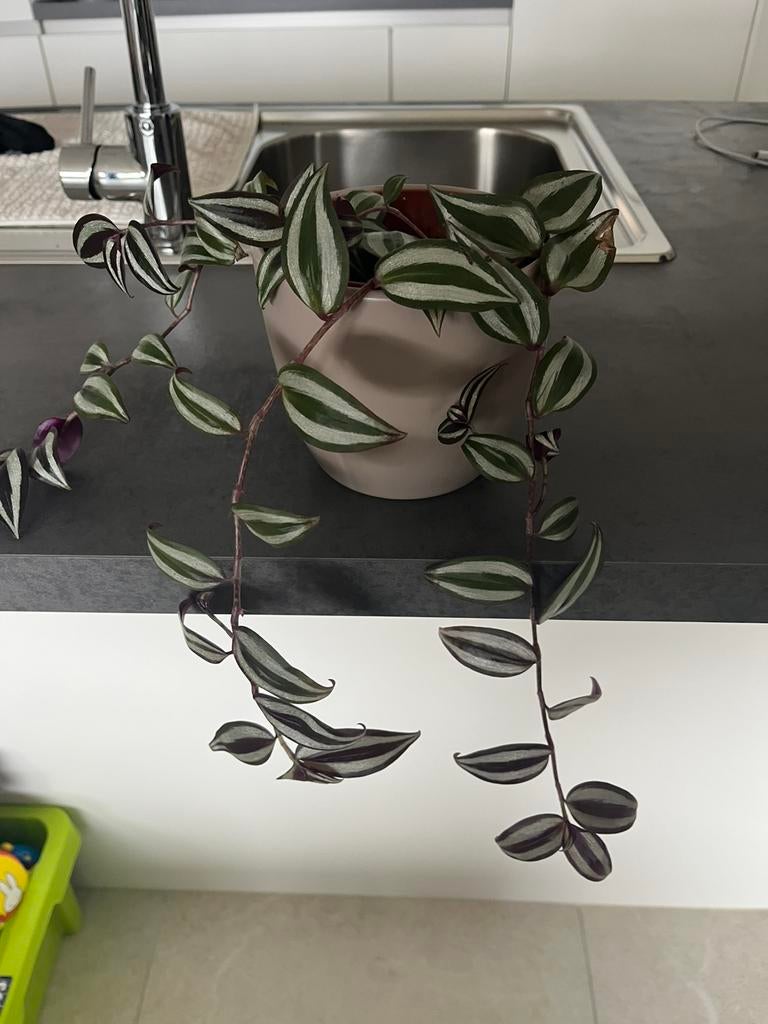 Plante à vendre sans pot d'extérieur 5,00€, Enlèvement