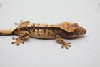 Mooie Harlequin wimpergekko baby, Lézard, Domestique, 0 à 2 ans