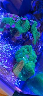 Koraaltjes voor zeeaquarium, Dieren en Toebehoren, Vissen | Aquaria en Toebehoren, Ophalen, Zo goed als nieuw, Plant(en), Steen of Hout