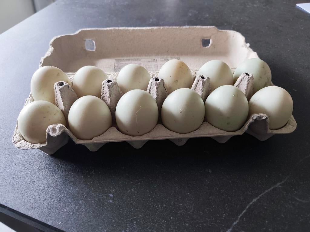 Broedeieren Indische loopeend, Ophalen