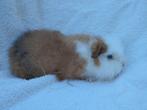 Ch Teddy cavia beertje te koop, Animaux & Accessoires, Janvier, Mâle, Cobaye