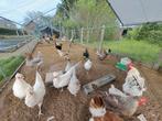 Broedeieren kleurleggers en Marans, Dieren en Toebehoren