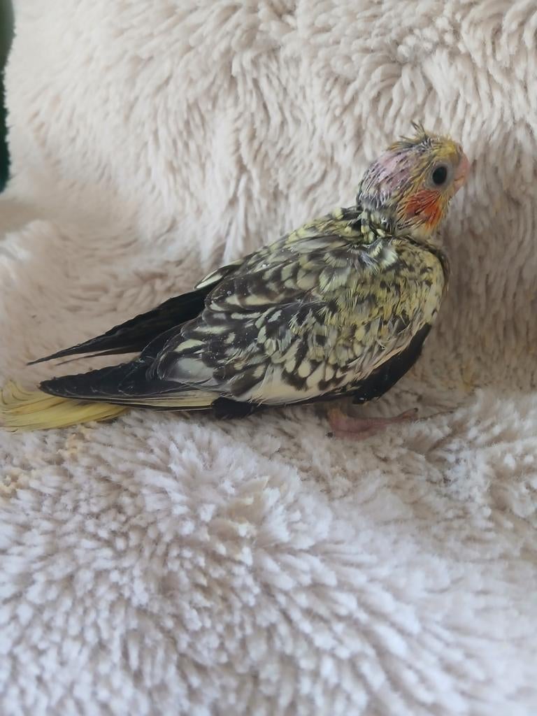 Valkparkiet voor hand opfok, Geslacht onbekend, Parkiet, Tam