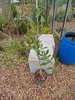 Citrus variëteit winterhard (Ichangequat), Tuin en Terras, Ophalen, Minder dan 100 cm, Lente, Volle zon