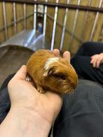 Cavia tekoop kleur bruin met witte vlek, Dieren en Toebehoren, Knaagdieren, Cavia, Mannelijk, Januari, Tam