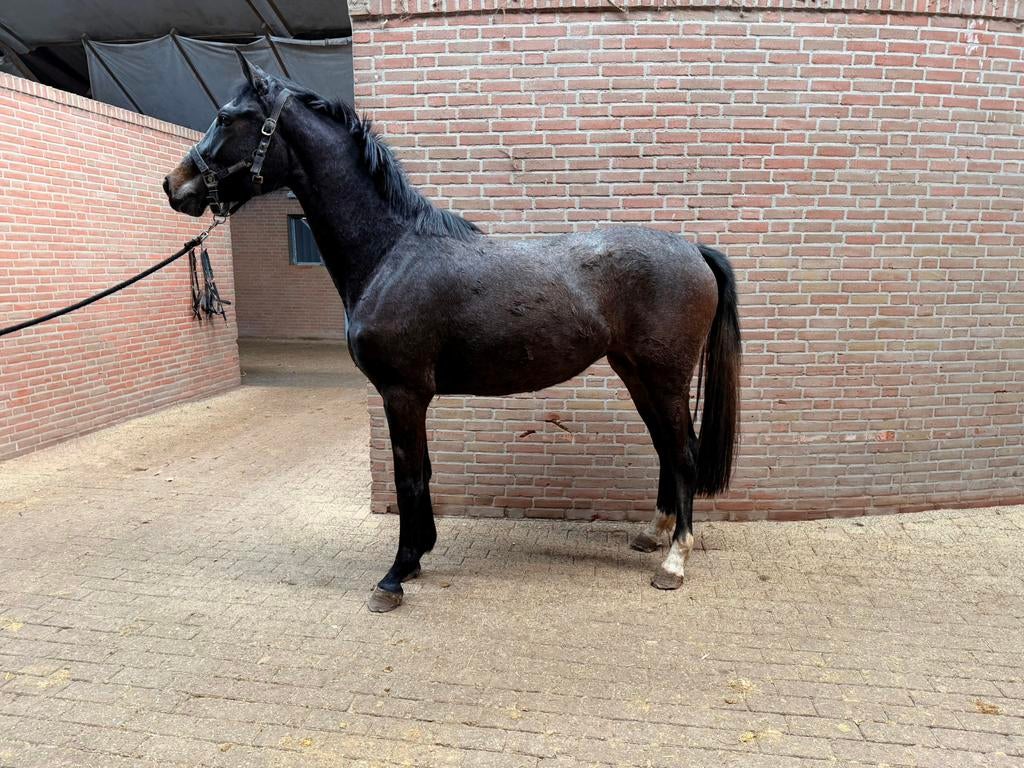 Te koop jaarling en 3 jarige merrie, Dieren en Toebehoren, Paarden, Merrie, Onbeleerd, 160 tot 165 cm, 3 tot 6 jaar, Springpaard