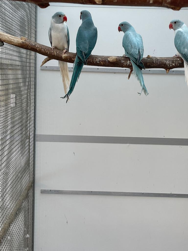 Compleet kweekbestand halsbandparkieten, Parkiet, Geringd