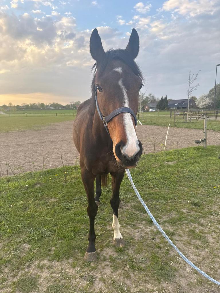Leuke e pony merrie, Dieren en Toebehoren, Paarden, Merrie
