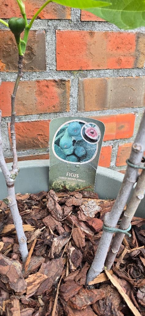 Vijgenboom 'BROWN TURKEY' vijgen boom Ficus Carica 1v10, Overige soorten, Lente, 100 tot 250 cm, Ophalen