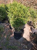 Buxus, Tuin en Terras, Ophalen, Buxus