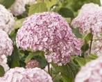 Hydrangea Candibelle Bubblegum, Tuin en Terras, Planten | Tuinplanten, Ophalen