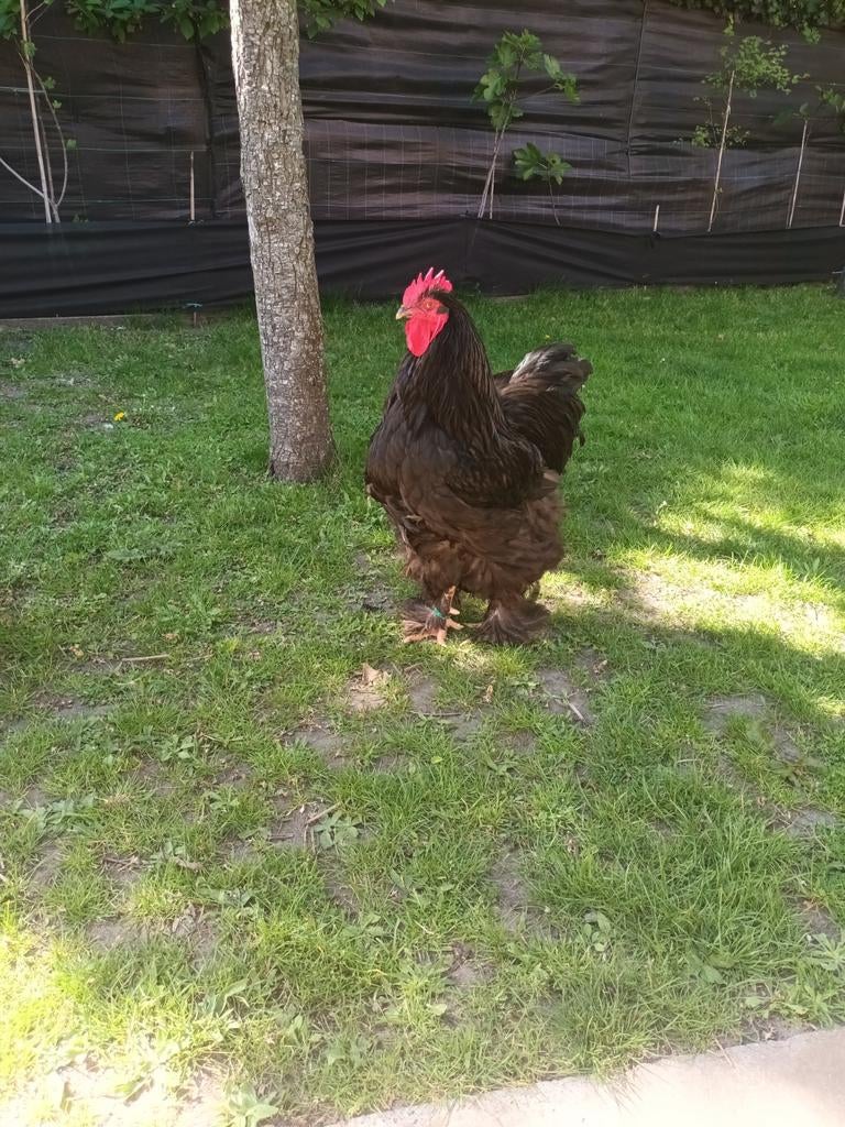 Haan, Dieren en Toebehoren, Pluimvee