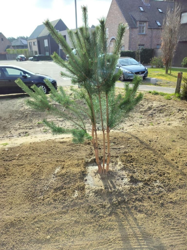 Meerstammige Pinus Sylvestris, Enlèvement