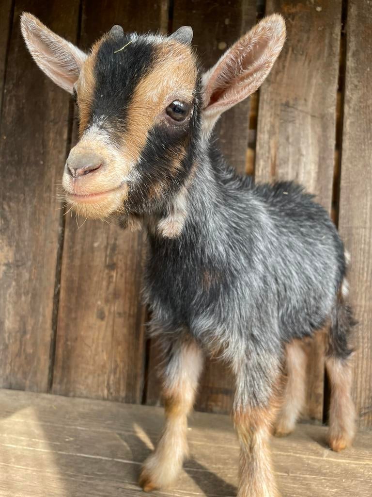Dwerggeit bokje, Dieren en Toebehoren
