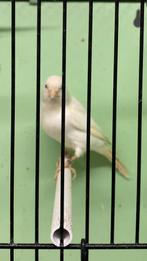 Wit dominant kanarie man, Dieren en Toebehoren, Vogels | Kanaries