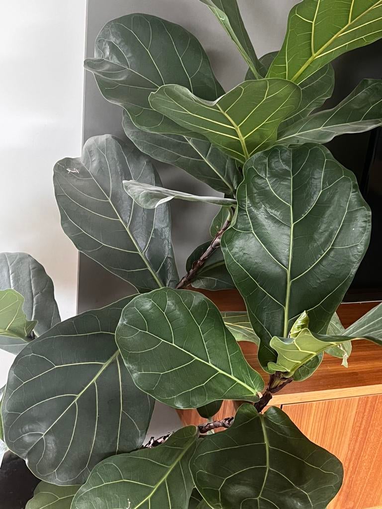 Plant: Fiddle Leaf Fig (Ficus lyrata), Huis en Inrichting, Kamerplanten, Ficus, Ophalen of Verzenden