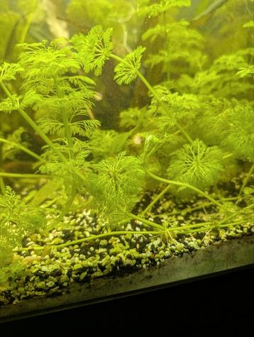 Gratis waterwaaier (cabomba Caroliniana) voor aquarium beschikbaar voor biedingen