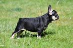Franse Bulldog pups te koop, Dieren en Toebehoren, Honden | Bulldogs, Pinschers en Molossers, 15 weken tot 1 jaar, Buitenland