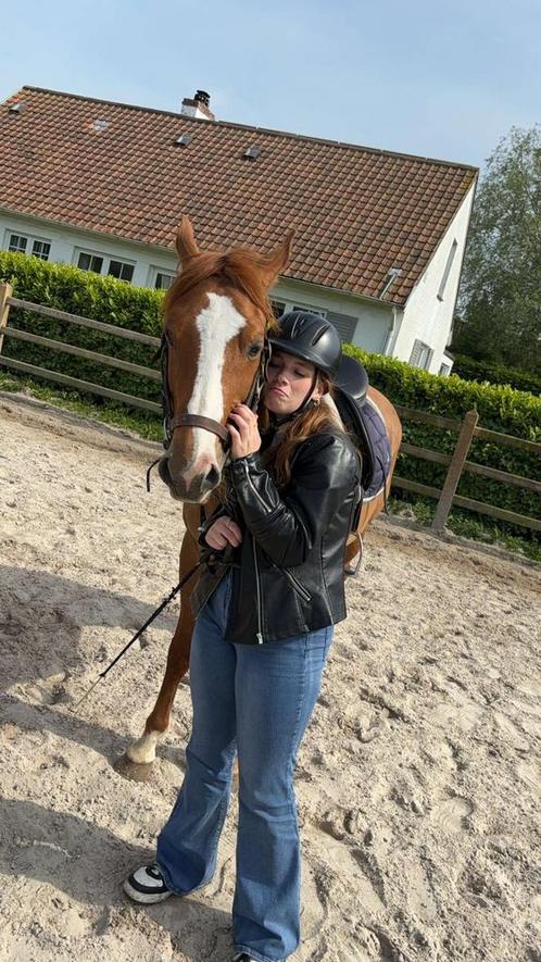 Ruiter zoekt zorgpaard, Dieren en Toebehoren, Pony's