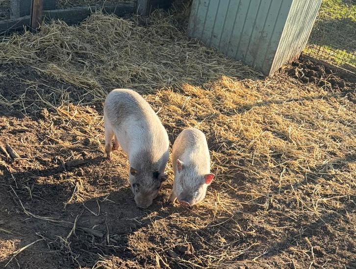 Mini-varkentjes 2 bleke beertjes– nestje van 21 juli ️, Dieren en Toebehoren, Schapen, Geiten en Varkens