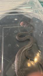 Korenslang, Dieren en Toebehoren, Slang, Tam, 0 tot 2 jaar