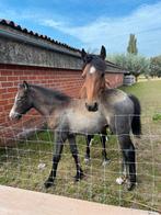 Lief schimmel hengstenveulen, Dieren en Toebehoren, Pony's