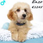 "Enzo" Abrikoos kleurige Dwergpoedel - te koop, Poedel, 15 weken tot 1 jaar, Buitenland, CDV (hondenziekte)