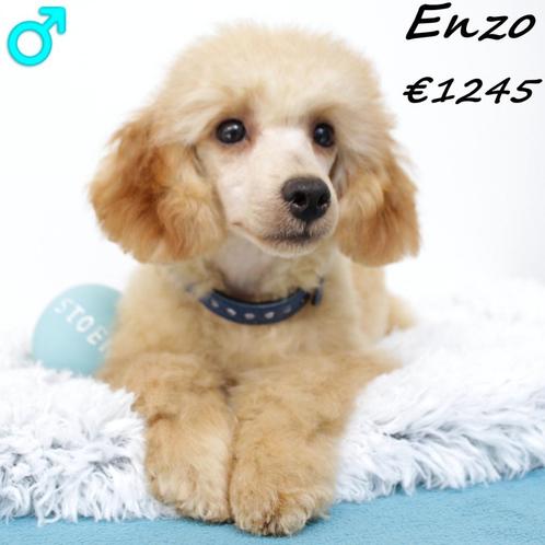"Enzo" Abrikoos kleurige Dwergpoedel - te koop, Dieren en Toebehoren, Honden | Chihuahua's en Gezelschapshonden, Reu, Poedel, Handelaar
