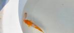 Koi 12cm, Dieren en Toebehoren, Karper of Koi