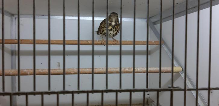 ZANGLIJSTER POP 2024, Dieren en Toebehoren, Vogels | Overige Vogels, Wildzangvogel, Vrouwelijk, Tam, Geringd