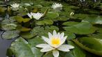 Waterlelies roze en wite, Ophalen, Zo goed als nieuw