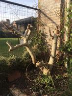 Vijgenboom +- 15 jaar, Ophalen, Vijgenboom