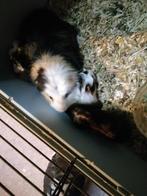 Cavia's gratis te verkrijgen, Cavia, Meerdere dieren, Tam