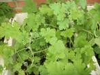 Geur Pelargonium (geranium), Tuin en Terras, Planten | Tuinplanten, Eenjarig, Halfschaduw, Zomer, Ophalen