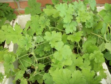 Geur Pelargonium (geranium) beschikbaar voor biedingen