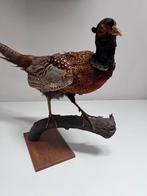 Opgezette fazant taxidermie, Ophalen, Gebruikt, Vogel, Opgezet dier