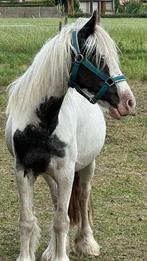 Irish cob merrie, Dieren en Toebehoren, Niet van toepassing, 3 tot 6 jaar, B pony (1.17m tot 1.27m), Merrie