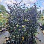 Beukenhagen in pot, Ophalen, Beukenhaag, Haag, 100 tot 250 cm