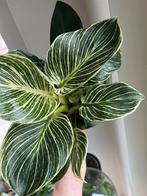 Philodendron Birkin, Ophalen of Verzenden