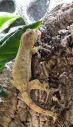 Chahoua vrouw 2023, Dieren en Toebehoren, Reptielen en Amfibieën