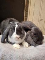 2 mooie minilop voedsters, Dieren en Toebehoren, Konijnen, Vrouwelijk, Dwerg, Hangoor, 0 tot 2 jaar