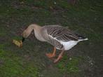 knobel gans, Dieren en Toebehoren, Pluimvee, Mannelijk, Gans of Zwaan