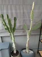 Cactussen te koop, Tuin en Terras, Ophalen, 100 tot 250 cm