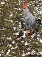 Amrock hanen raszuiver, Dieren en Toebehoren, Pluimvee