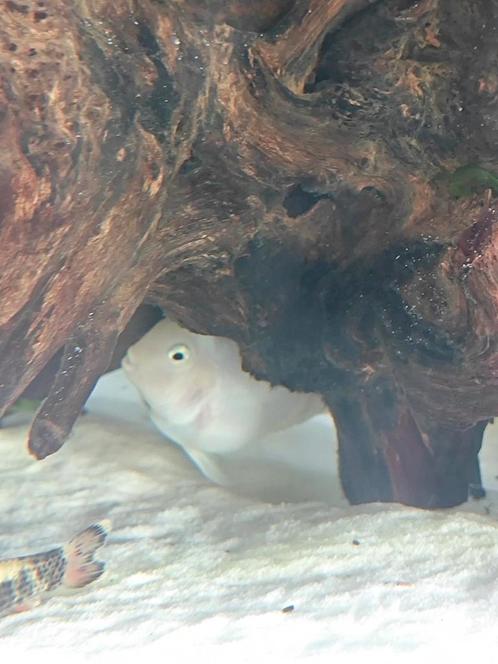 Platinum convict balloon (parrot hybrid) cichlide, Dieren en Toebehoren, Vissen | Aquariumvissen