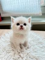 Brits korthaar, Dieren en Toebehoren, Katten en Kittens | Raskatten | Korthaar, Meerdere dieren, Gechipt, 0 tot 2 jaar